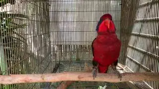 Black wing lory parrot pair with chicks