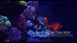 Ocean Revive PAR Readings, First Dosing Attempt, Algae Scrubber Failing? - Reef Update