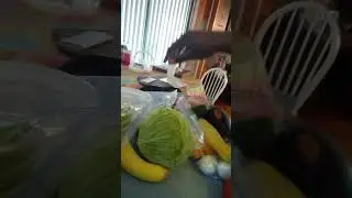 Fat Girl Food Prepper Stepper