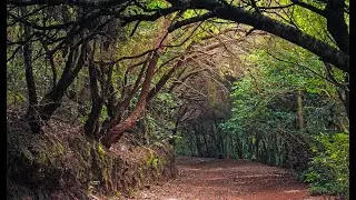 Relaxing Walk in the Rain, Nature Sounds for Sleep and Relaxation  | ASMR ANAGA TENERIFE