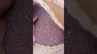Black mustard wholesale India | WhatsApp +91-8979846877