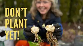 I Bought Plants at Costco... Now What? (Prepping & Dividing)
