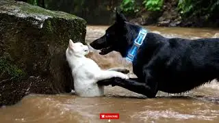 WARNING Rainforest Collapse Could Wipe Out Your Favorite Cinematic Pets