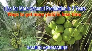 Tips for More Coconut Production | Ways to get more yield in less time by SK MD RAFIK