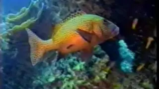 1991-02-11 - Great Barrier Reef Dive - Cairns, Australia - 1