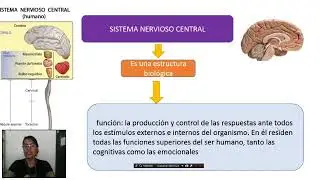 C&Eacute;LULAS NERVIOSAS