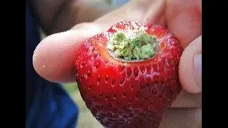 PIMPIN TV WEED HACKS