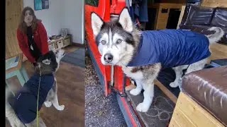 Husky Made Them All Laugh By Announcing Himself!