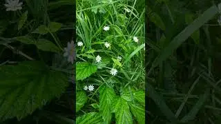 Звездчатка дубравная #природа #травы