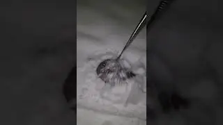 Winter walk with a ferret 🥹