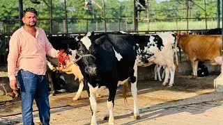 Fully automatic & Modern Farm with Hi-Tech system || Future of Dairy Farming