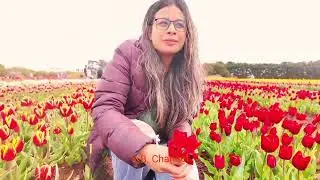 Wynyard Tulip flower Festival Tasmania@HarimayaAmatyaShrestha @himynameisrikki @Nimax1991