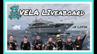 ขึ้นเรือ Vela Liveaboard (เวฬา) ครั้งแรก ที่ Losin(โรซิน)