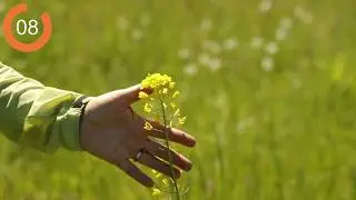 Just a Minute: Planting for Butterflies