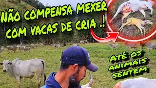 DEPOIS DISSO A TRISTEZA TOMOU CONTA DO SÍTIO 😢😥 SITUAÇÃO DIFÍCIL ESSA .!!