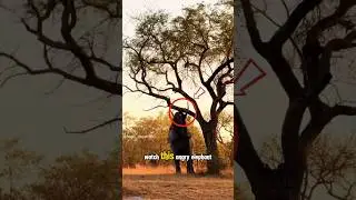 This Elephant Just Destroyed a Tree in Rage! #shorts #animals #elephant