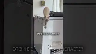 ДА ЧТО ВЫ ЗНАЕТЕ О КОШАЧЬЕЙ МЕСТИ