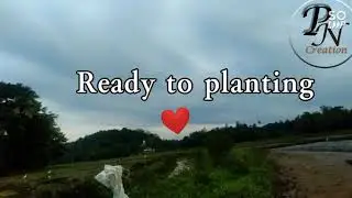 Rice Fields planting Rice Farming Life Organic food