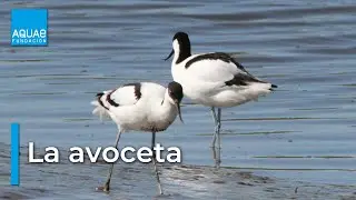 La AVOCETA, el AVE de PICO CURVO