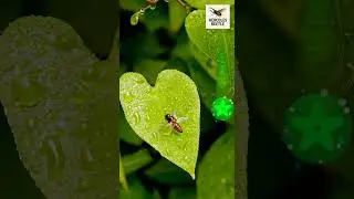 Firefly#NatureDocumentary #WildlifePhotography #InsectKingdom