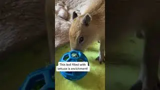 All animals in human care need enrichment - including your pets! #animals
