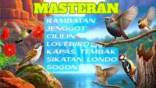 pancingan suara burung ampuh!! bikin semua kacer ikut nyaut emosi cocok buat mancing kacer bahan.
