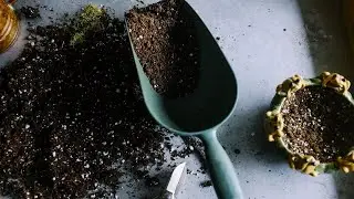 5 Random fun facts about soil