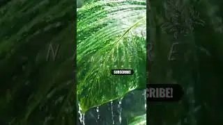 AMAZON FOREST |ASMR #asmrsounds ##rainsounds #naturelovers