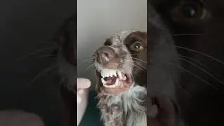 жестокое нападение за распальцовку... оказался не на том районе... #angrydog #dog #prank #prankvideo