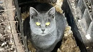 Котёнок по кличке Бербанк спит в гнезде. Новости о цыплятах.