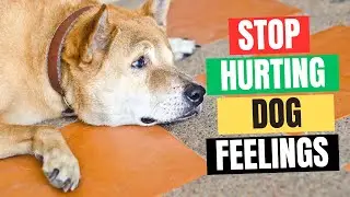 16 Things That Emotionally Hurt Your Dog! | The Daily Doggo