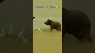 Flying baby Elephant 🐘 ✈️ #shorts