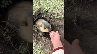A scream-inducing video🥲#marmot #marmotte #marmota #pet #pets #petlovers #funnyvideos #funny