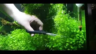 Trimming my 