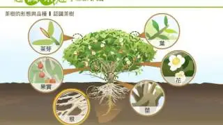 2 2認識茶樹