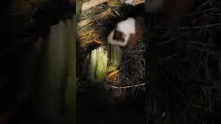 Pig Vlog #1 #vlog #gaming