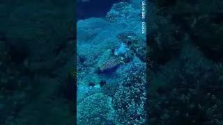 Spotted Boxfish #boxfish