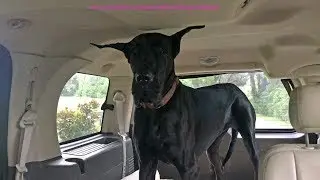 Great Dane With Happy Ears Loves Going For a Car Ride