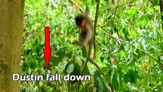 Poor skinny baby Dustin fall down from tree, Dustin no power his sit miss mom alone on the tree