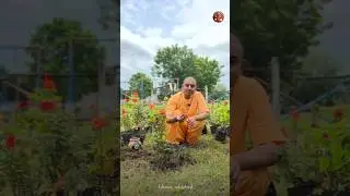 🍀Plantation at ISKCON ADILABAD by @PranavanandaDas🍀 #trees #iskconadilabad #janmashtami