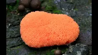 Tubifera ferruginosa