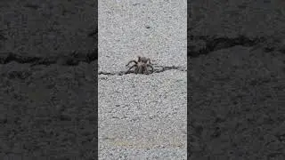 GIANT Tarantula in the Road!!!