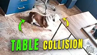 Startled Dog Hits the Table While Running Away