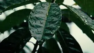 Raindrops Falling on Leaves | Relaxing Rain Sound and Nature Ambience
