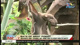 West Pokot residents trap &lsquo;strange&rsquo; bat, want KWS to verify health safety