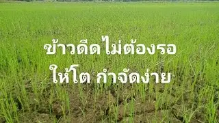 ข้าวดีด กำจัดให้ถูกวิธี ประหยัดเวลา