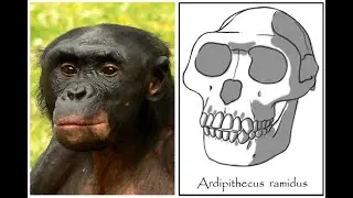 Ardipithecus ramidus