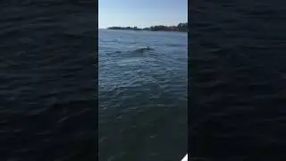 Lake Murray. Deer swimming in middle of the lake.