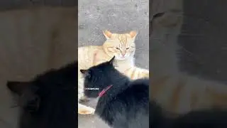 UFC котов бои без правил 🐈🥊🐈&zwj;⬛ #ufc #cats