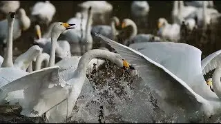 Over 2,000 Whooper Swans Arrive in Shanxi for Winter Habitat